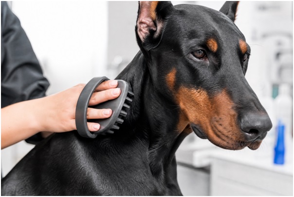 doberman-2.jpg