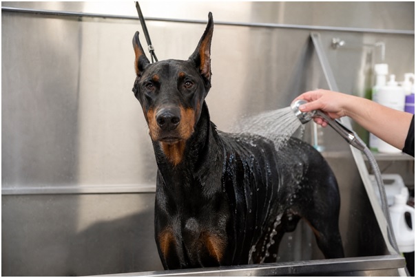 doberman-3.jpg